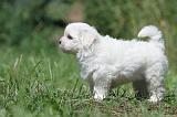 BICHON MALTAIS 058